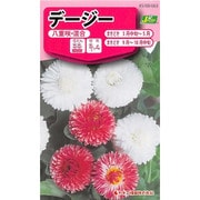 KS100シリーズ（草花） No.063 デージー 八重咲・混合