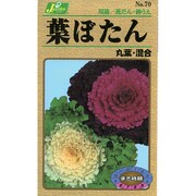 KS100シリーズ 葉ボタン 丸葉・混合 100 070