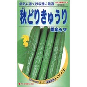 KS100シリーズ（野菜） No.554 秋どりきゅうり 霜知らず