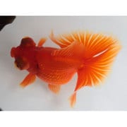 レッド蝶尾 当歳 3匹セット [金魚]