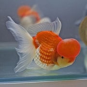 更紗浜錦 明け2才 3匹セット [金魚]