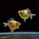 金魚王子 キャリコピンポンパール ショートテール 当歳 3匹セット