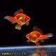 金魚王子 レッド琉金 ブロードテール 当歳 3匹セット