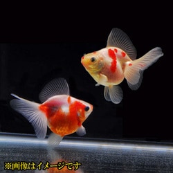 ヨドバシ.com - 金魚王子 金魚王子 桜琉金 ブロードテール 当歳 3匹セット 通販【全品無料配達】