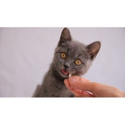 ヨドバシ Com ライオン商事 Petkiss オーラルケアにぼし 12g 猫用おやつ 通販 全品無料配達