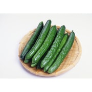 有機農法で作ったきゅうりと旬の野菜の詰め合わせ（4.7kg） [茨城県産 有機きゅうり3,980円セット]