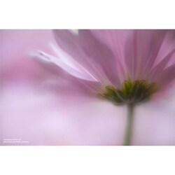 ヨドバシ.com - レンズベビー LENSBABY Velvet(ベルベット) 56mm BK