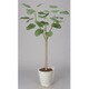 インテリアグリーン 人工観葉植物 光触媒 ウンベラータ 1.8m 172A350-13