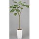 インテリアグリーン 人工観葉植物 光触媒 ウンベラータ 1.7m 128A400-13