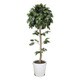 インテリアグリーン 人工観葉植物 光触媒 ベンジャミントピアリー 1.5m 373B240-16