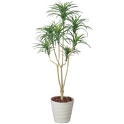 173A250-17 [インテリアグリーン 人工観葉植物 光触媒 ユッカ 1.6m]