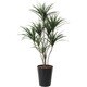 インテリアグリーン 人工観葉植物 光触媒 ユッカ 1.9m 414A380-18
