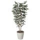 インテリアグリーン 人工観葉植物 光触媒 トネリコ 1.8m 146A400-19