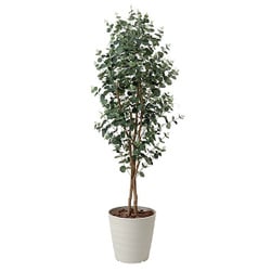 観葉植物 グリーンシリーズ ユーカリ 1.6m 417A280-19