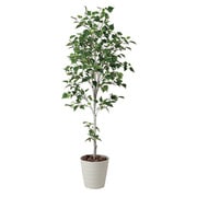 インテリアグリーン 人工観葉植物 光触媒 白樺シングル 1.8m 421A300-25