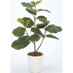 インテリアグリーン 人工観葉植物 光触媒 ウンベラータ 80cm 211A100-31
