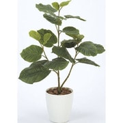 211A100-31 [インテリアグリーン 人工観葉植物 光触媒 ウンベラータ 80cm]