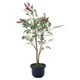 インテリアグリーン 人工観葉植物 光触媒 南天 1.0m 377A100-32