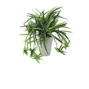 439A60-40 [インテリアグリーン 人工観葉植物 光触媒 ドラセナ丸ポット]