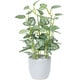 インテリアグリーン 人工観葉植物 光触媒 ミニピポエスタポット 525A25-40