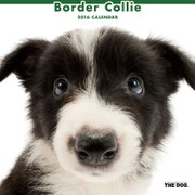 THE DOG カレンダー2016 ボーダーコリー [2016年カレンダー 壁掛けタイプ]