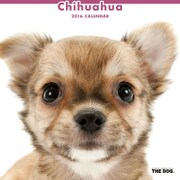 THE DOG カレンダー2016 チワワ [2016年カレンダー 壁掛けタイプ]