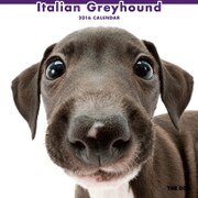 THE DOG カレンダー2016 イタリアングレイハウンド [2016年カレンダー 壁掛けタイプ]