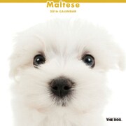 THE DOG カレンダー2016 マルチーズ [2016年カレンダー 壁掛けタイプ]