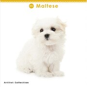 THE DOG ミニカレンダー2016 マルチーズ [2016年カレンダー 壁掛けタイプ]