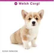 THE DOG ミニカレンダー2016 ウェルシュコーギー [2016年カレンダー 壁掛けタイプ]