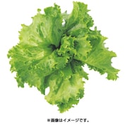 UH-LA01 [水耕栽培器 Green Farm用 種子 レタス]
