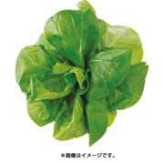 UH-LA06 [水耕栽培器 Green Farm用 種子 サラダナ]