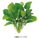 水耕栽培器 Green Farm用 種子 ルッコラ UH-BC02