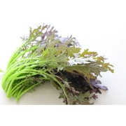 有機農法で作ったサラダからし菜の詰め合わせ(1.2kg) 5回分回数券 [有機サラダからし菜 3,980円セット]