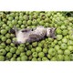 48-779 ふるさとのねこ [ジグソーパズル めざせ！パズルの達人 岩合光昭のねこパズル（完成サイズ：26×38cm）]