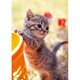 P88-016 [ジグソーパズル おなかぽんぽん 88ピース]