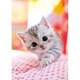 P88-017 [ジグソーパズル ねえ、おきて？ 88ピース]
