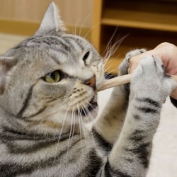 CUNE 猫ちゃんホワイデントストロングツナ味パーカー