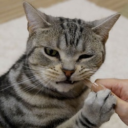 ヨドバシ.com - ドギーマンハヤシ キャティーマン 猫ちゃん