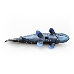 (未使用･未開封品)　シーラカンス ソフトモデル(FF-001) 0pbj0lf 51G9IbtXhRL.jpg_BO30,255,255,