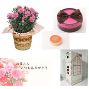 母の日セットC (カーネーション ピンク/ケーキ/カード) [ギフトセット]