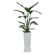 オーガスタ 7寸角陶器L 白 [観葉植物]