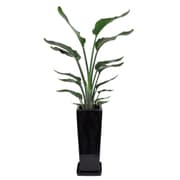 オーガスタ 7寸角陶器L 黒 [観葉植物]