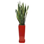サンスベリア 7寸角陶器L 赤 [観葉植物]