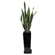 サンスベリア 7寸角陶器L 黒 [観葉植物]