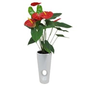 アンスリューム・ダコタ 6寸陶器鉢カバー 白 [観葉植物]