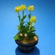 菜の花 [1/12 テーブルガーデン シリーズ]