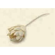 GRLIA03701 [FIGMENT SOLA FLOWER-PROTEA/WHITE]