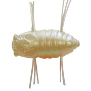 ムシイイィィン MUSHIIIIN IMW イモムシホワイト [フロッグ]