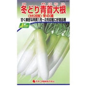 KS300シリーズ No.232 [冬取り青首大根 冬の浦]